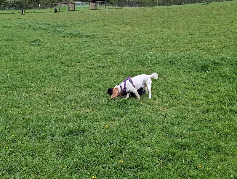Braunston Secure Dog Walking Field secure private dog field in Near Daventry, NN11 7JG