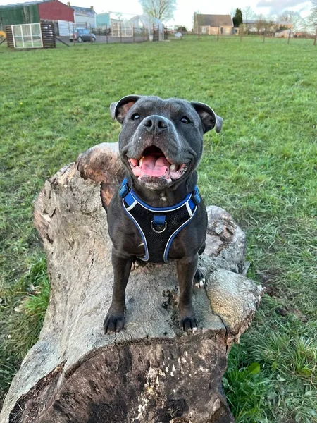 Pencoed Fach Farm Dog Walking Field secure private dog field in Blackwood, NP12 0BQ