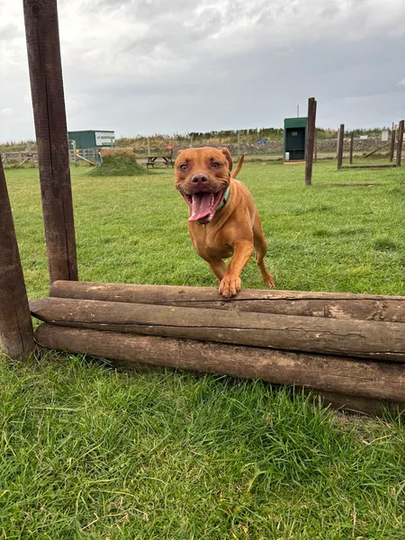 The Wonderful World Of Dogs Dog Park secure private dog field in Marsden, SR6 7NN