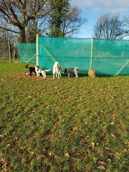 Pet cuddles Happy Hounds ltd secure private dog field in Reading, RG30 3TT