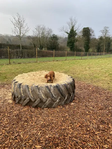 Grow Walkies - Tewin secure private dog field in Welwyn, AL6 0JB