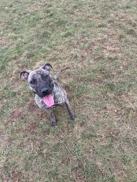 The Rural Dog Park secure private dog field in Middleton, B78 2BN