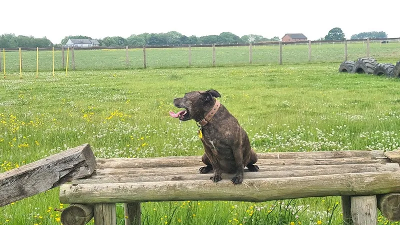 Roxloe Dog Adventure Field secure private dog field in Eaglescliffe, TS16 0QR