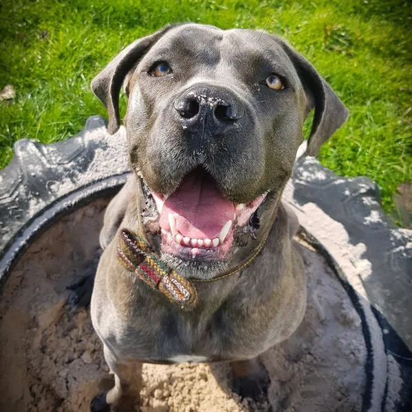Four Paws Adventure Academy secure private dog field in Bedford, MK44 3TY