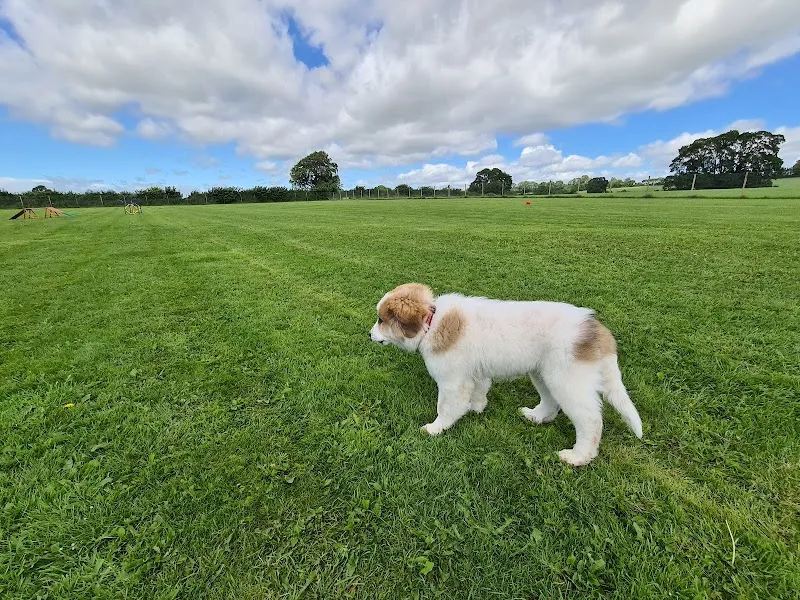 Castle Farm Secure Dog Field secure private dog field in Walworth, DL2 2LU