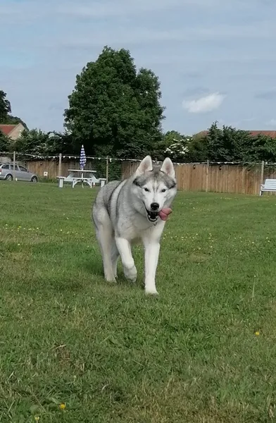 Castle Farm Secure Dog Field secure private dog field in Walworth, DL2 2LU