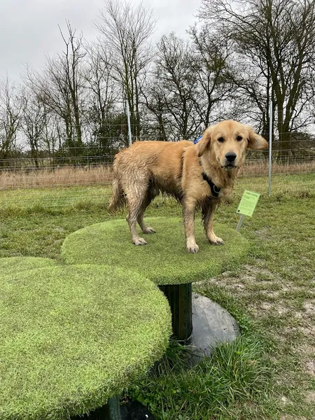 The Potterings secure private dog field in Stoke Mandeville, HP22 5YB