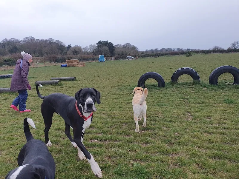 AllDogs Meadow, Ringstead secure private dog field in Nr Hunstanton, PE36 5JZ