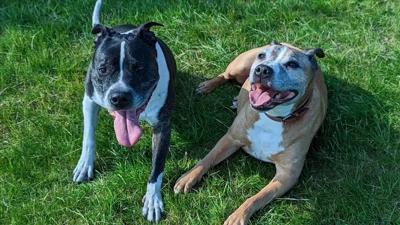Foxes Farm Fields secure private dog field in RM14 1UA