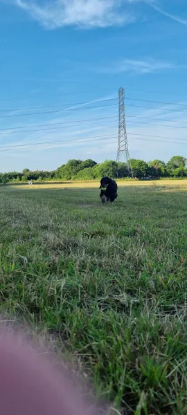 Foxes Farm Fields secure private dog field in RM14 1UA