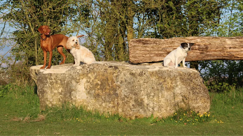 Halfpenny Field secure private dog field in Wiltshire, SN147BS