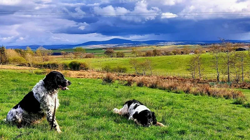 Archie's Dog Acres secure private dog field in Forth, ML11 8HA