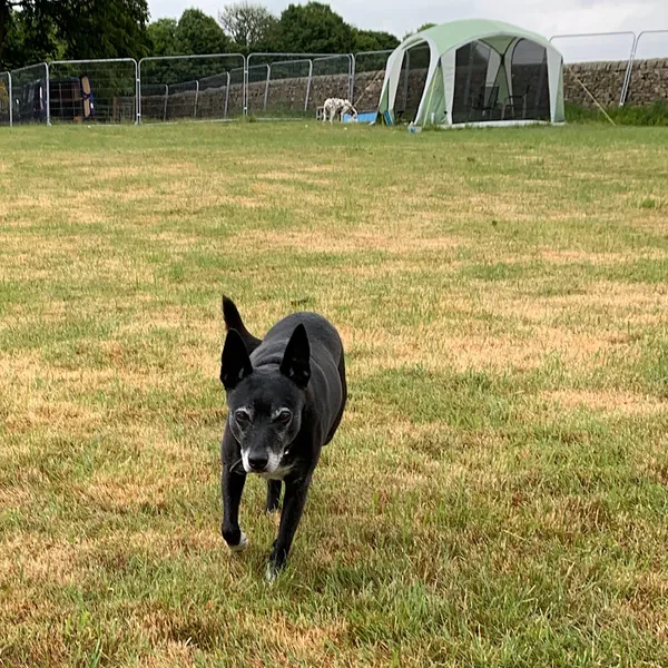 Cullingworth Pooches Playground Secure Field secure private dog field in Oakworth, BD22 7EU