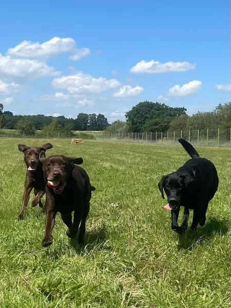 Central Bark Dog Field secure private dog field in York, YO43 4RE