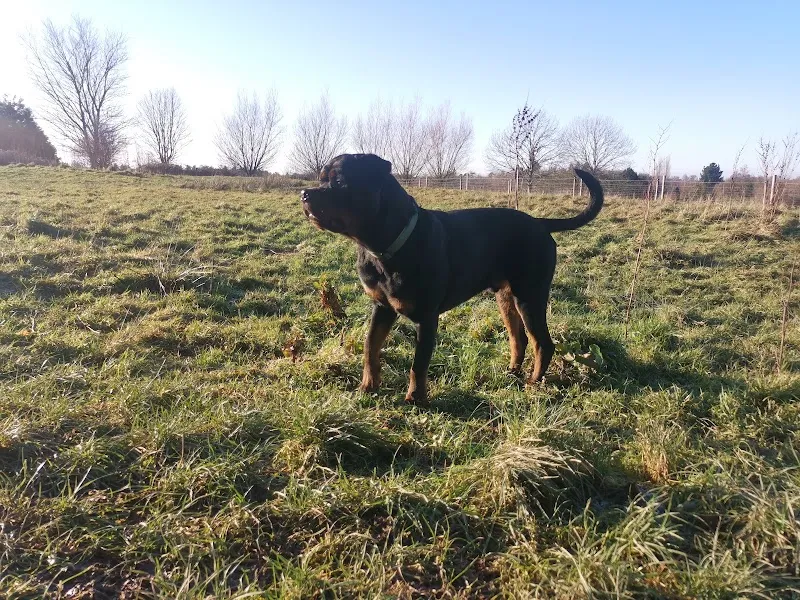 Manor Fields Dog Park secure private dog field in Southampton, SO16 7JP