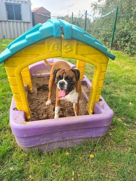West Lothian Dog Walking secure private dog field in Broxburn, EH52 6PW