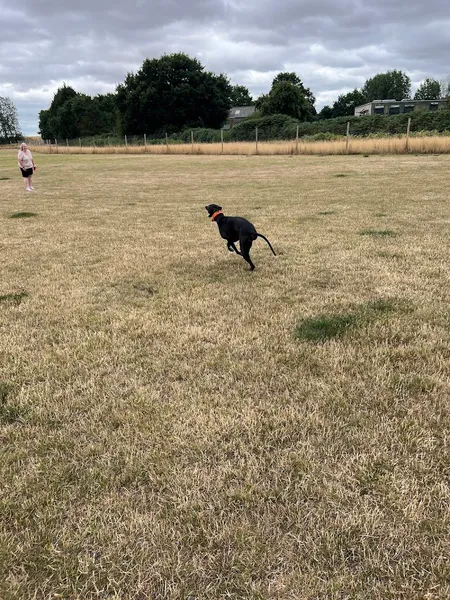 Foxes Fields Farm dog field secure private dog field in Colne Engaine, CO6 2HX