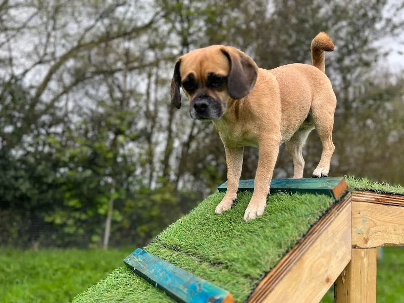 Bluecaps secure dog walking field secure private dog field in East Sussex, TN5 6HG