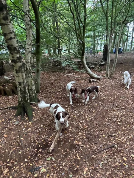 Woofing Woods secure private dog field in Leeds, LS16 9LQ