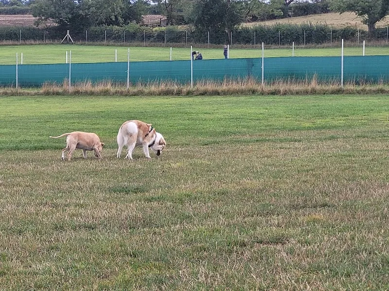 Paws Play secure private dog field in Co. Durham, TS21 3FP