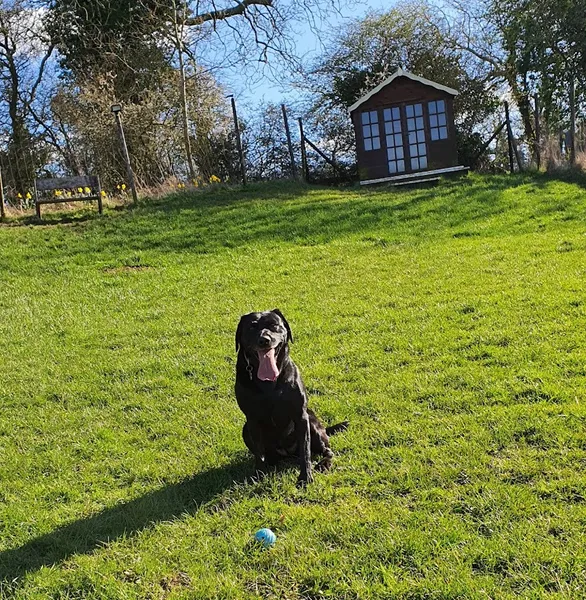 Meadow View Dog Paddock & Training secure private dog field in Rutland, LE15 8PF
