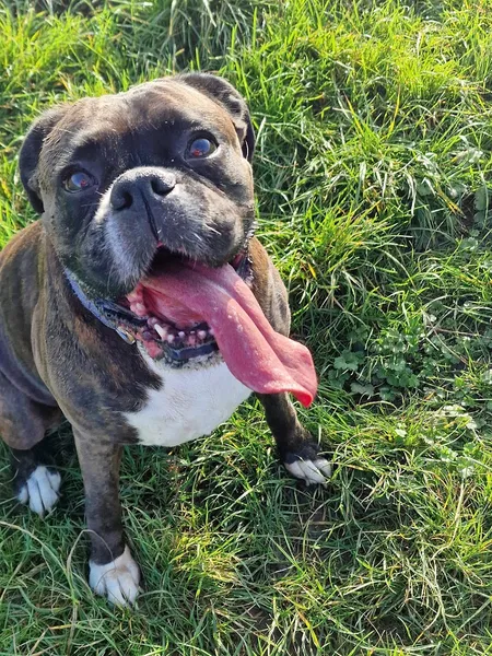 Paw Park secure private dog field in Cheltenham, GL51 4UB