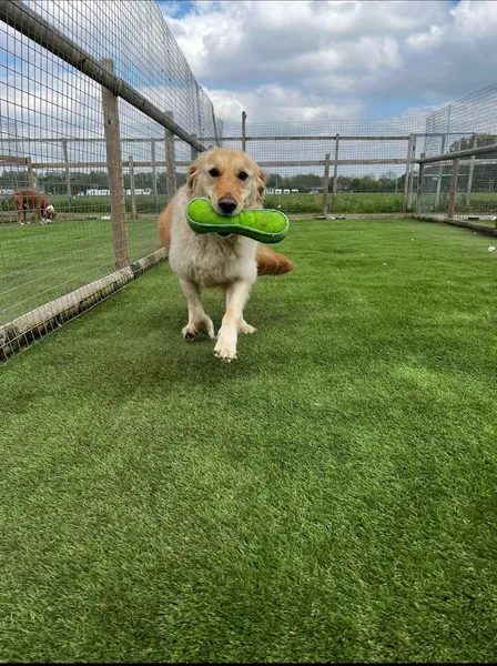 Early Paws secure private dog field in UK, WA7 3EY