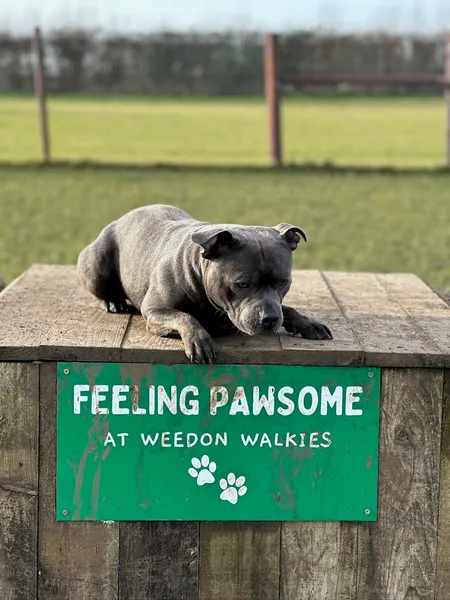 Weedon Walkies - dog exercise field secure private dog field in Weedon Walkies Weedon Aylesbury, HP22 4NH