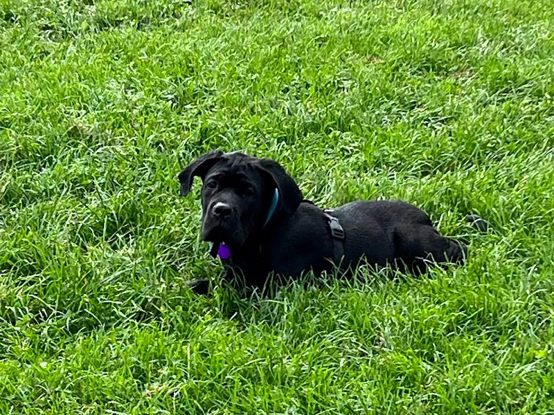 Off your lead secure private dog field in Frodsham, WA6 6XH