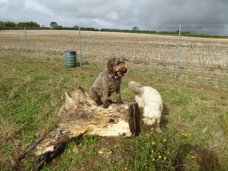 Staple Dogs Run Free secure private dog field in Taunton, TA3 5BE