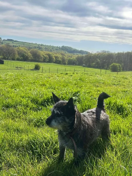 Dogtopia secure private dog field in Tyresal, BD40RF