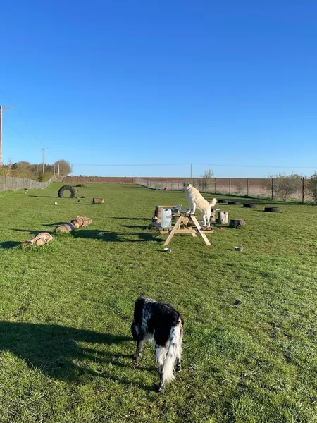 Meg K9 Paddock secure private dog field in Lincoln, LN4 2AJ
