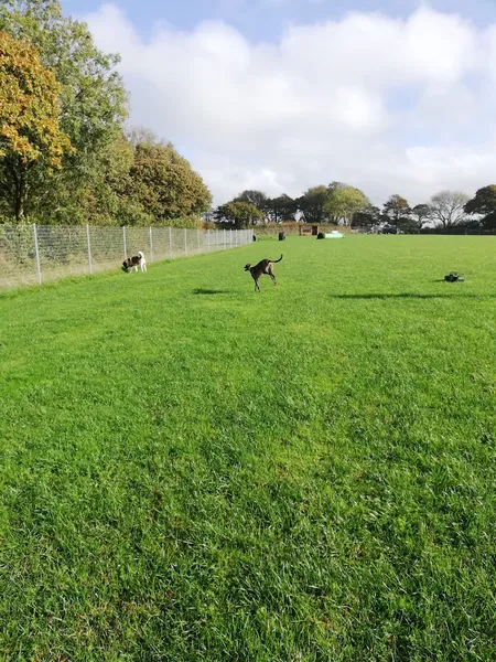 Merrins Meadow secure private dog field in Cornwall, TR2 4AP
