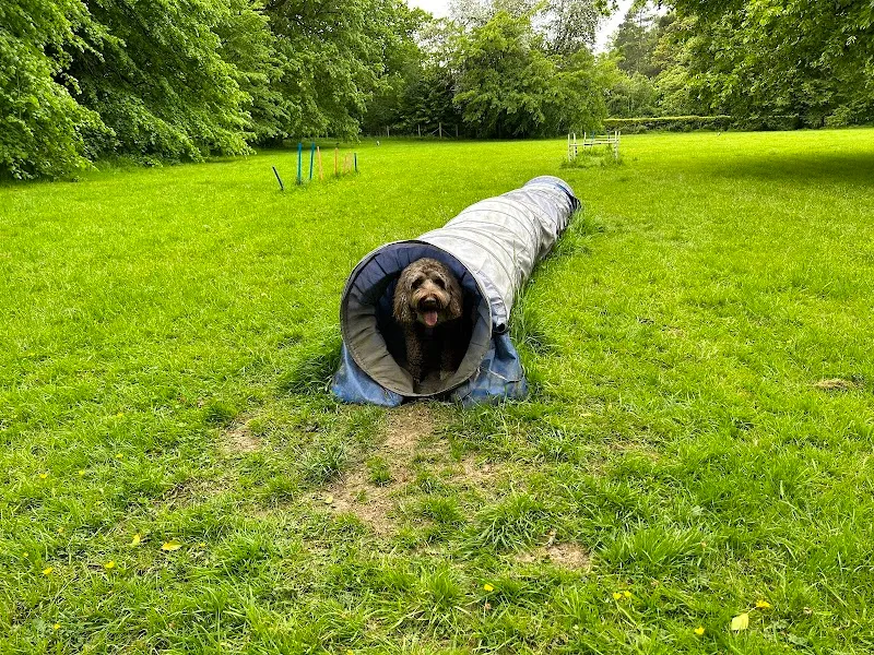 Priestlands Dogs secure private dog field in Buckinghamshire, HP7 0PP