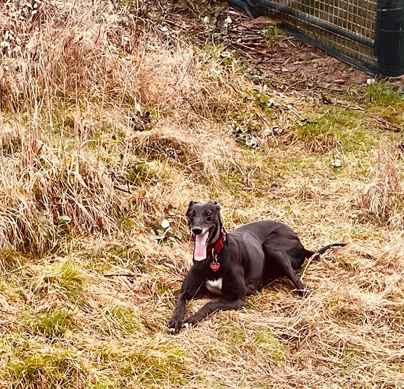 Brighouse Dog Field secure private dog field in Brighouse, HD6 2EL
