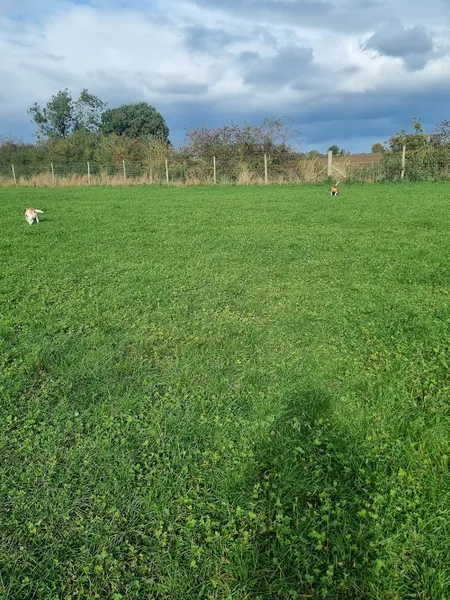 Kirkwood Dog Activity Field secure private dog field in Yarm, TS15 9PZ