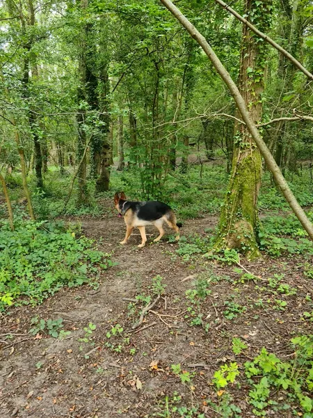 Weekwood Copse Woodland Hire secure private dog field in GU3 2JE
