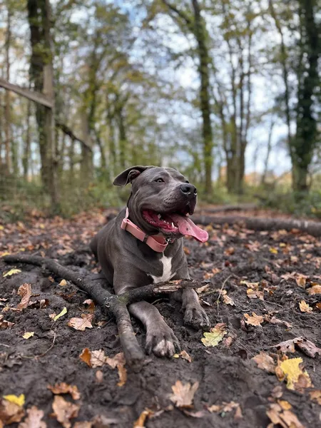 Weekwood Copse Woodland Hire secure private dog field in GU3 2JE