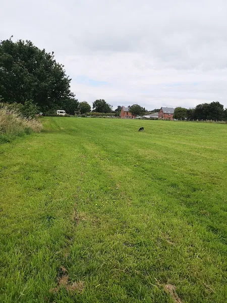Ryecroft Meadow Dog Walking Field secure private dog field in Wrexham, LL12 8UA