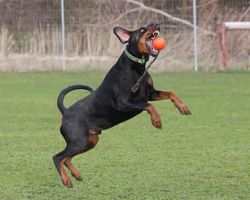 Wallingford Wild Walkies Dog Park secure private dog field in Wallingford, OX10 9AT
