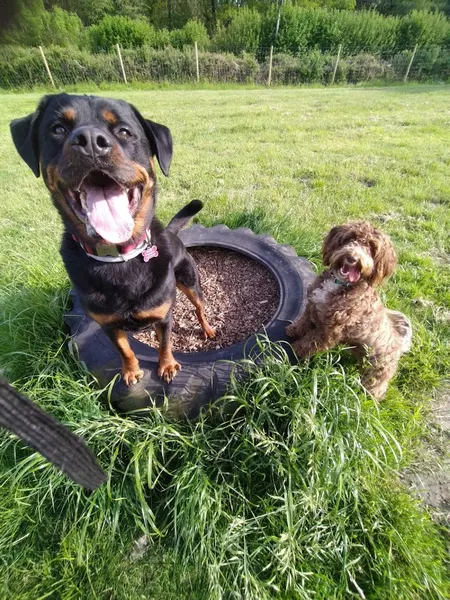 Hayters Feeds and Hayters Field secure private dog field in Wimborne, BH21 7EB