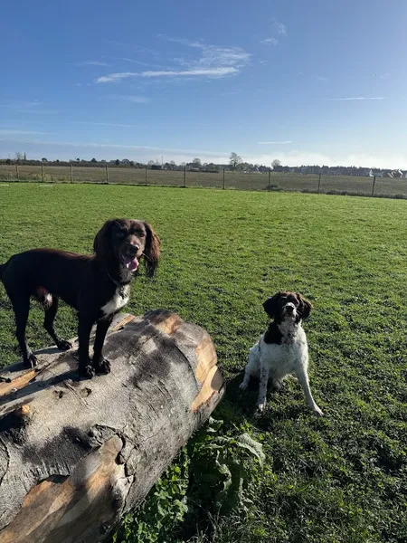 Dorchester Secure Pet Park secure private dog field in Dorset, DT2 8NY