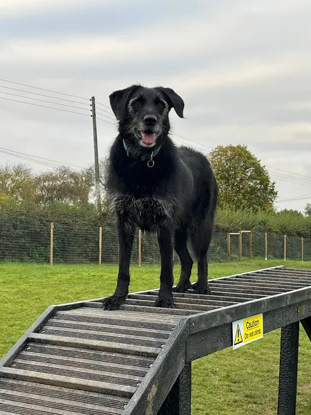 Sheepway Secure Dog Field secure private dog field in Portishead, BS20 7TB