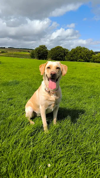 Darvel Dog Run secure private dog field in Braeside, KA17 0NF