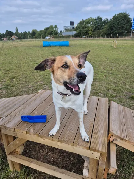 Alfie's field secure private dog field in Worcester, WR5 2NU