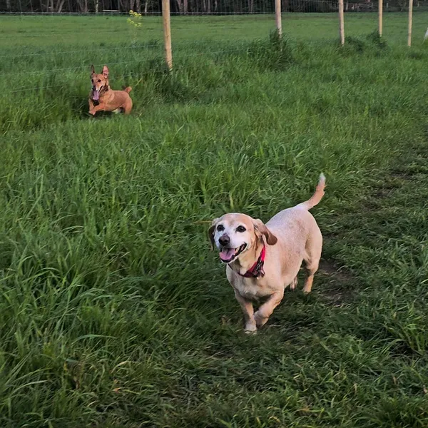 The Dog Walking Field - Ashford secure private dog field in Ashford, TN26 2PQ
