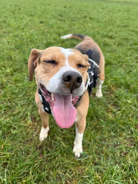 The Dog Walking Field - Ashford secure private dog field in Ashford, TN26 2PQ