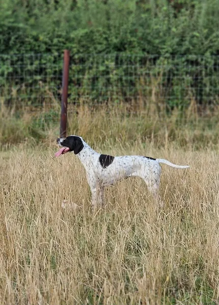 Claines Secure Dog Field - Field One secure private dog field in Claines, WR3 7RD