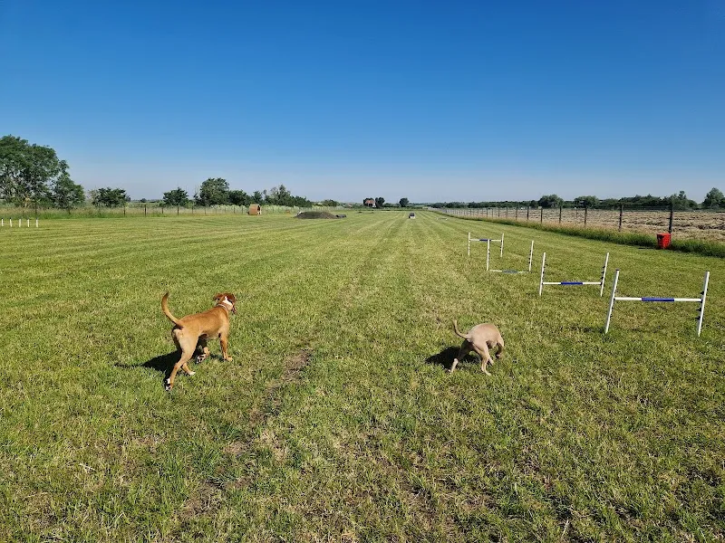 Cathedral View Dog Park Ely secure private dog field in Ely, CB6 2BZ