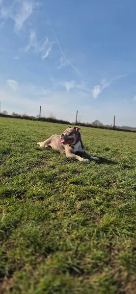 The Dog Run secure private dog field in West Potters Bar, EN6 4QX